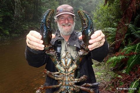 <b>Tasmanian</b> <b>Giant</b> <b>Crayfish</b> are one of the most sought after delicacies in the world, and they are now available <b>for sale</b>! These massive crabs can reach lengths of up to two feet, and can weigh up to fifteen pounds. . Tasmanian giant freshwater crayfish for sale